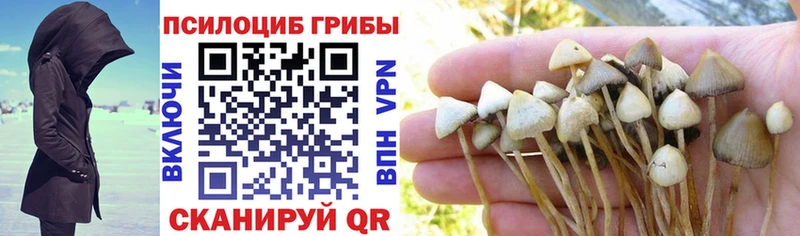Купить закладки Вяземский Псилоцибиновые грибы Cubensis